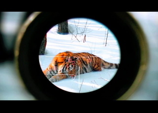 tiger